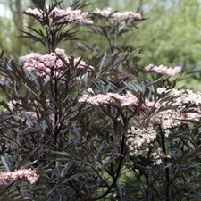 Eva Sambucus Hardy Perennial Flowering Elder Garden Shrub 3.5L Pot