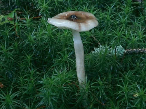 Hygrophorus Olivaceoalbus Dry Mycelium Spawn 30g Eburneus Mushroom 40 - Picture 6 of 6