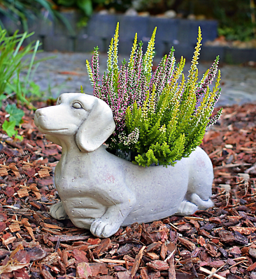 Pflanztopf Dackel Hund Clayre & Eef bertopf Grau 30 cm Zement Blumentopf  GWO | eBay.de