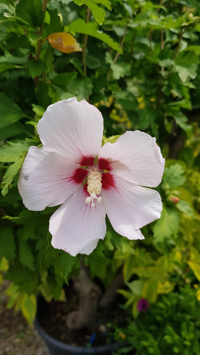 Althéa blanc rosé Hibiscus syriacus Hamabo arbuste de haie fleurie 3L