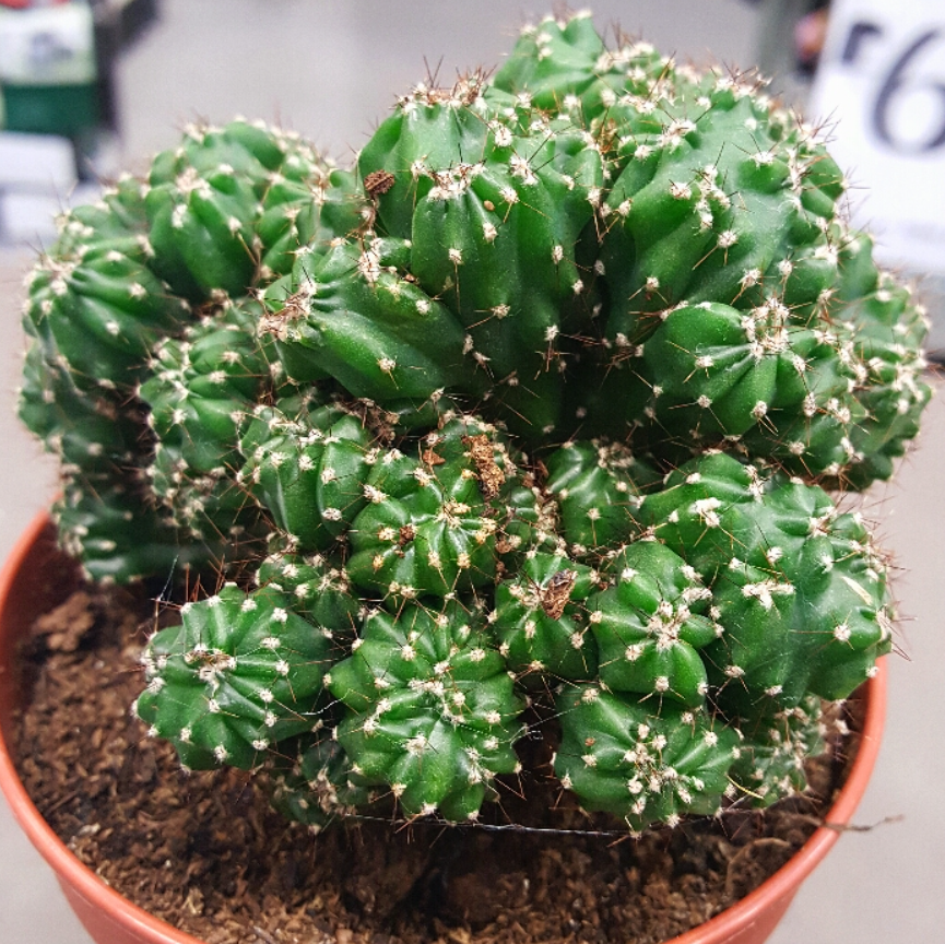 【keisuke.cacti】 Live Ming Thing Cactus Plant - Rare Cereus Forbesii