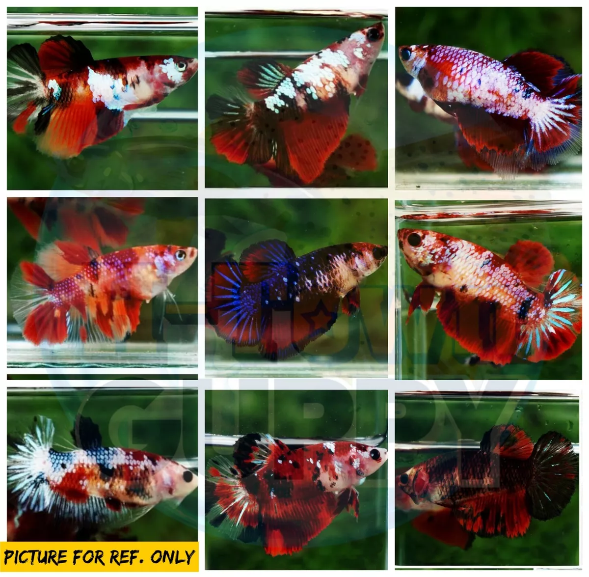 Live Betta Fish High Quality HMPK Female Multiple Colors Koi