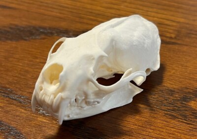 Natural Bone Mink Skull (Neovison Vison) (#15)