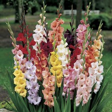 Gladioli Bulbs mixed colours - pack x 100 bulbs