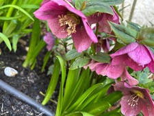 20 Mixed Hellebore orientalis Seeds Stunning Winter Flowering Fresh 2025