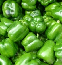 CALIFORNIA WONDER BELL PEPPER SEEDS 100+ Culinary SWEET PEPPER FREE SHIPPING 