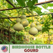10 Birdhouse Bottle Gourd Seeds, Heirloom, Non-GMO, Genuine USA