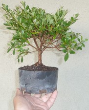 Satsuki Azalea Kinpai Pre Bonsai Dwarf Shohin Nice Trunk Flowers
