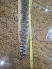 Western Diamondback Rattlesnake skin -glycerin tanned 56" long x 8" wide