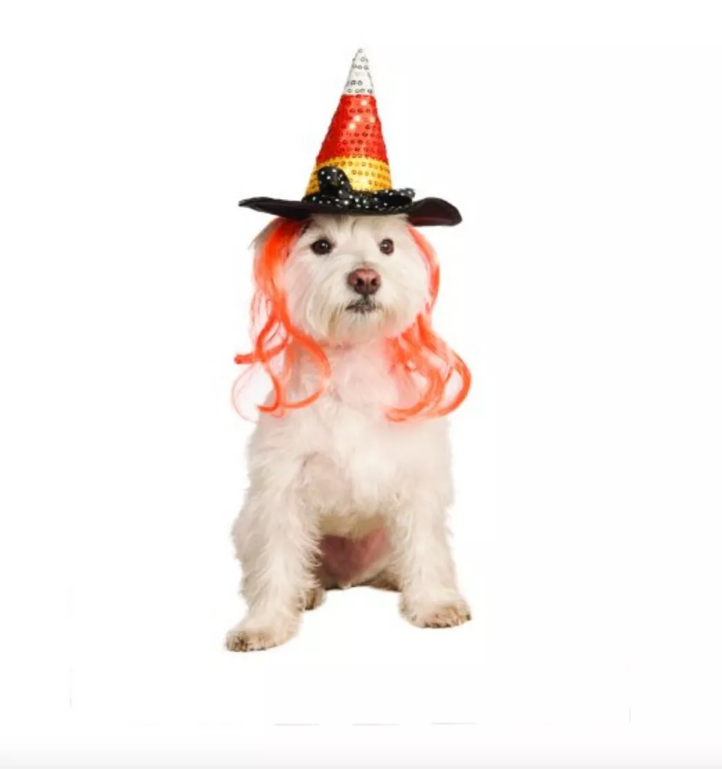 Halloween 2022 Costume Accessory Candy Corn Witch Hat For Cats & Dogs