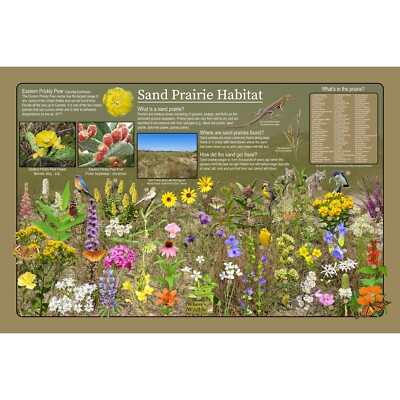 Sand Prairie Habitat Educational Nature Poster / Kids Wildlife Ecosystem Poster