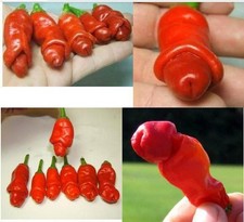 Peter Pepper Seeds 15 / RARE / MEDIUM HEAT / FLORIDA GROWN