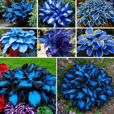 220 Hosta Seeds Blue Perennial for Planting,Hosta Seeds Blue and Black....