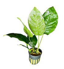 Anubias Barteri Broad-Leaf Potted   Buy3Get1Free  Live Aquatic Plants