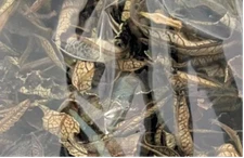 Loose Leaf Yerba Santa, 1/2 Ounce Bag, Turquoise Cloud