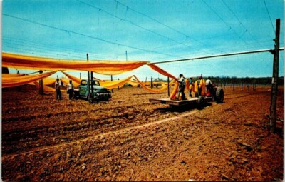 shade tobacco netting Postcard Preparing Shade Grown Tobacco Field With Netting Unposted