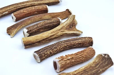THESHEFFIELDCUTLERYSHOP Scottish Stag Horn Antler Dog Chew Naturally Shed Sustainable Dog Antler-MEDIUM
