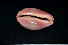  Specimen Leporicypraea Mappa  - Pink Base form -  63.6 mm - West Indian Ocean