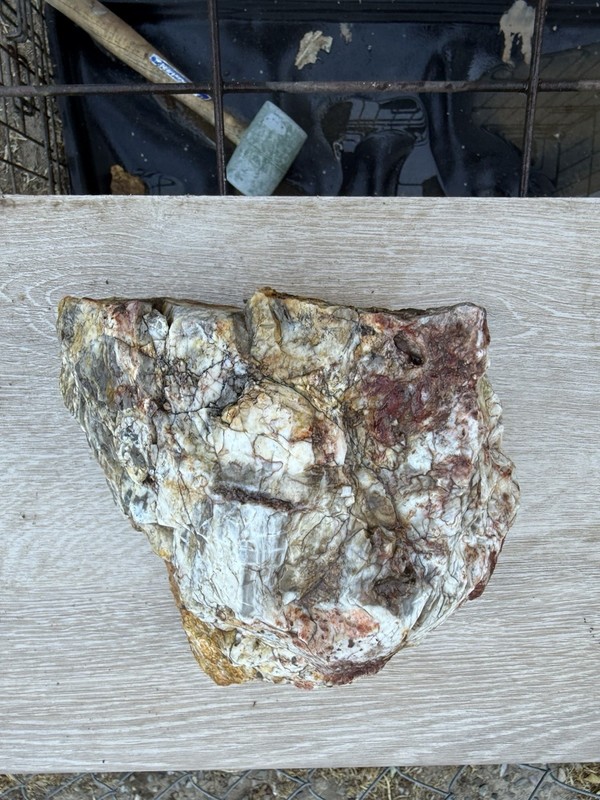 Colorful Petrified Wood 5.56 Pounds