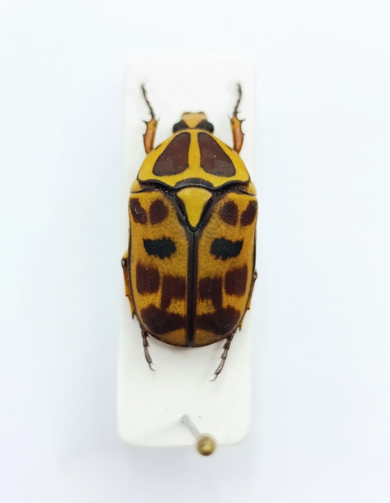 Entomology Taxidermy : Cetoniinae, Pachnoda  Ssp. 17mm+/-. A1