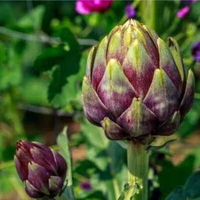 Purple Romagna Artichoke Seeds, Carciofo di Romagna, NON-GMO, FREE SHIPPING