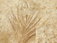 WoW!! 50 Million Year Old 100% Natural BIRD FEATHER Fossil & FISH Wyoming 333gr