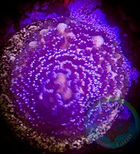 SAF WYSIWYG German Blue Montipora Digitata, Monti, Acro, SPS