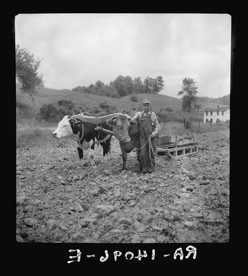 Eatons West Virginia Clarence Todd Brown Buck Black Buck Oxen Farm 1936