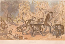 1883 Brehms Thierleben Chromolithograph Green Monkey Corn Maize Color Book Plate