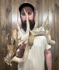 Huge Rare 8pt Typical 124 5/8 Whitetail Shed 15pt Antler Horn Deer Mount Rack