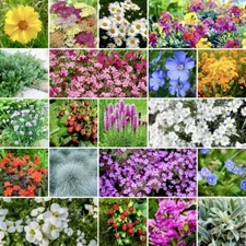 500+ PERENNIAL Wildflower Mix Seeds - ROCK GARDEN | Ground Cover  24 Types USA