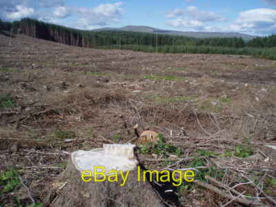 Photo 6x4 After Clearfell Callander Tree stumps, brashings and a few skel c2008