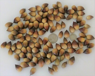 100 Dried Scrub Oak Acorns - Quercus Berberidifolia - Real Natural