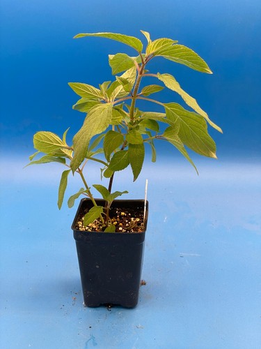 Pineapple Sage Live 3" Starter Plant - Salvia Elegans - Hummingbird Magnet! - Picture 4 of 5