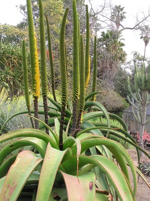 aloe vera saft zum trinken Bio Aloe Vera Saft zum Trinken