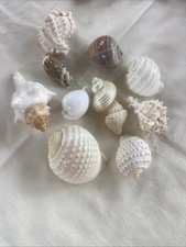 Lot Of 10  Seashell Lot Various Sizes and Shells Beautiful Selection Craft Beach