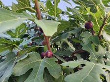 Fig tree cuttings, Italian Ponza (like the 258) large fruits, 6 pieces