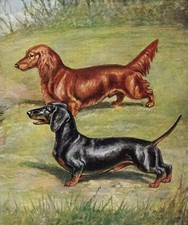 Dachshund - CUSTOM MATTED - Vintage Color Dog Art Print