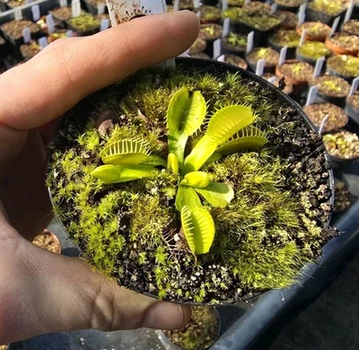 Dionaea muscipula 'All Green', fleischfressende Pflanzen, Venusfliegenfalle, - Bild 1 von 3