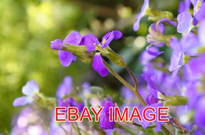 FOTO BLUMEN & BOKEH EXPERIMENTE IM EXTREMEN DOF MIT DER NIKON J5.