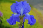 Tall Bearded Iris Reblooming Victoria Falls Freshly Dug 1 Rhizomes