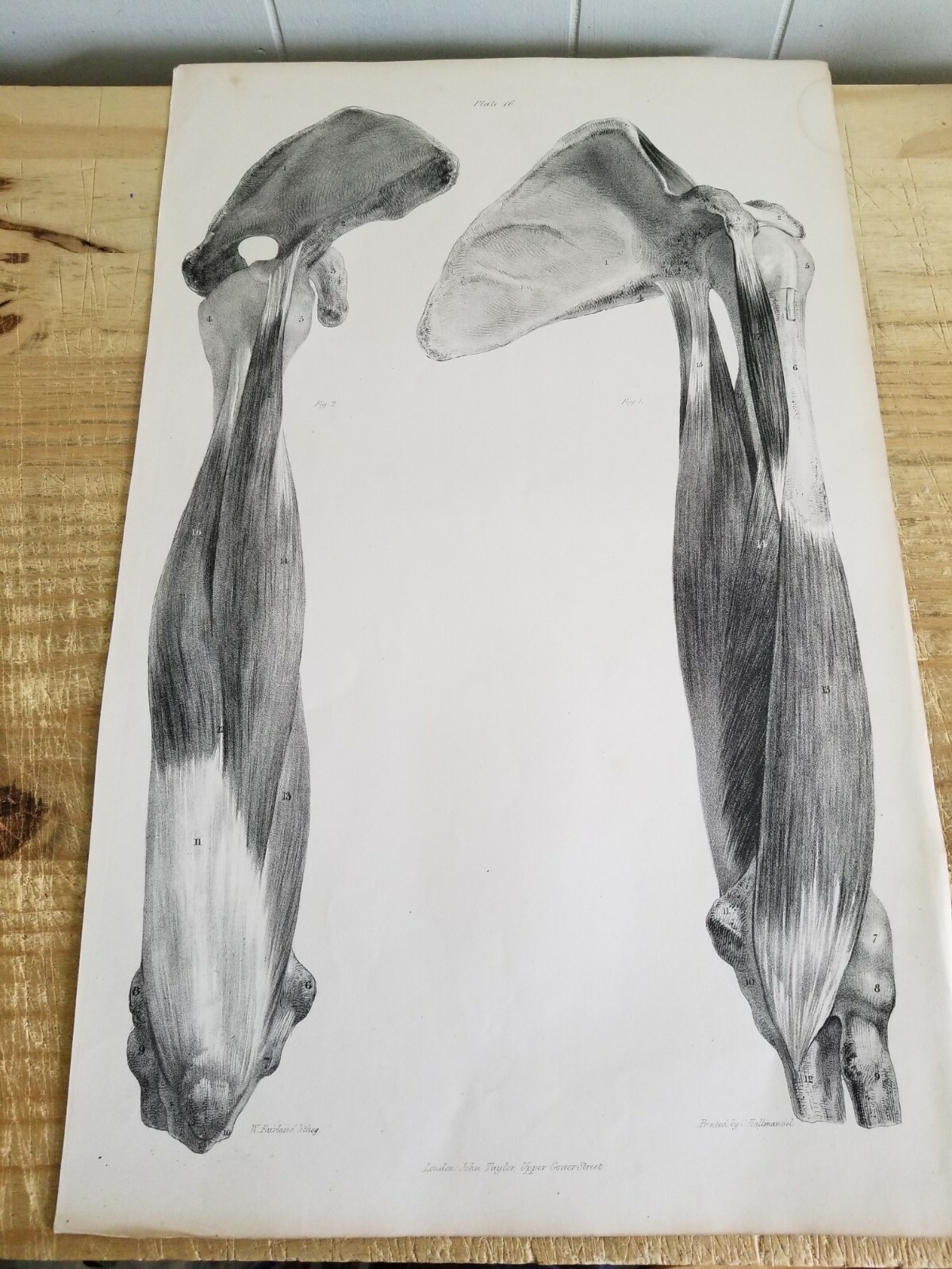 19.5" X 12" W.Fairland Anatomy Engraving Print From 1837(UNIVERSITY OF LONDON)