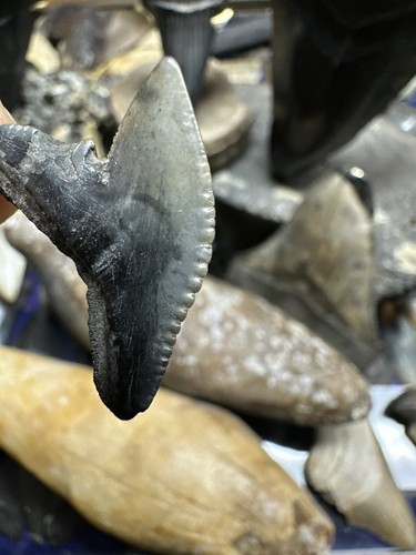 1" TIGERHAI ZAHN MEGALODON ÄRA AUTHENTISCHES FOSSIL SOUTH CAROLINA