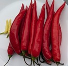 65 Fresh Korean Giant Red Chili Pepper Seeds – Grown in Florida!