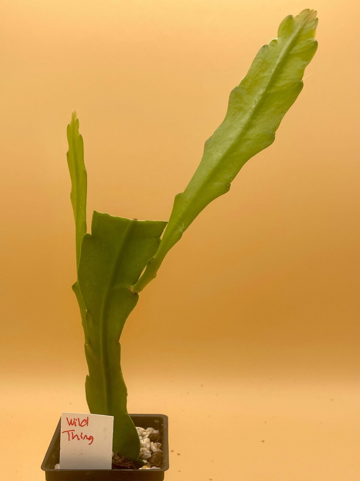 Epiphyllum Hybrid 'Wild Thing' Fully - Rooted Starter Pot