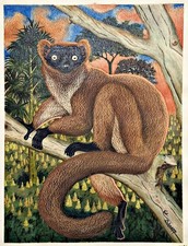Lémurien Maki Marron De Madagascar Gouache Aquarelle 1960/70