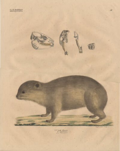 Antique Print-HYRAX-HYRAX CAPENSIS-Goldfuss-1824 - Picture 1 of 1