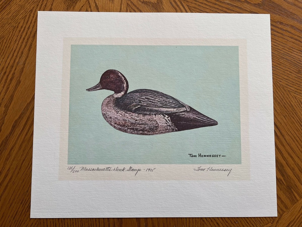 MASSACHUSETTS~1975~WATERFOWL~PINTAIL DRAKE~TOM HENNESSY~LE 500~W