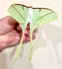Insect Butterfly Moth Saturniidae Actias rhod...