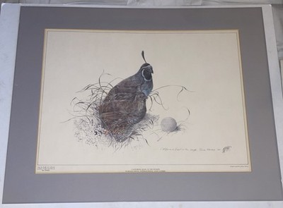 Vintage California Quail in the Rough  Golf Course Art Print Bruce Harvey Matted